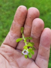 Bacopa monnieri