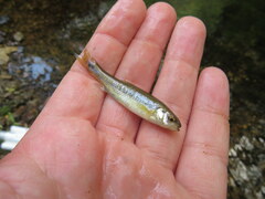 Hemitremia flammea