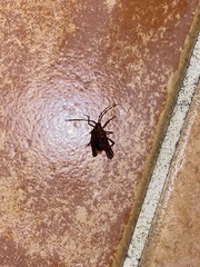 Poecilometis alienus