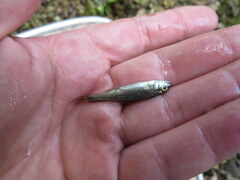 Hemitremia flammea
