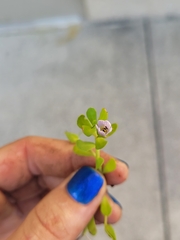 Bacopa monnieri