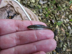 Hemitremia flammea