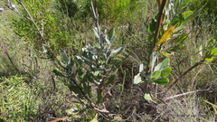 Osteospermum junceum