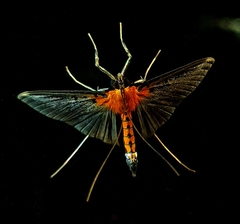 Filodes fulvidorsalis