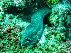 Gymnothorax breedeni
