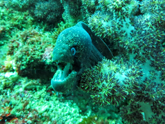 Gymnothorax breedeni