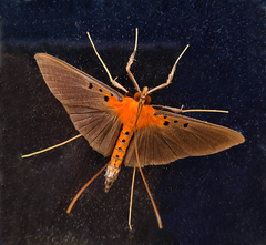 Filodes fulvidorsalis