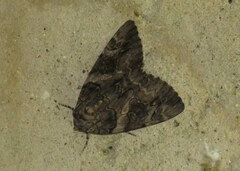 Catocala piatrix