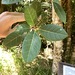 Ficus pedunculosa pedunculosa - Photo (c) huanghuai,  זכויות יוצרים חלקיות (CC BY-NC), הועלה על ידי huanghuai