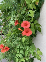 Campsis grandiflora