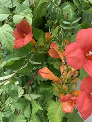 Campsis grandiflora