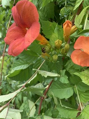 Campsis grandiflora