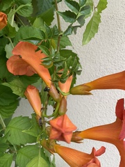 Campsis grandiflora