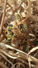 Polistes gallicus