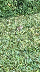 Sylvilagus floridanus