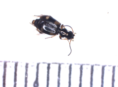 Bembidion quadrimaculatum