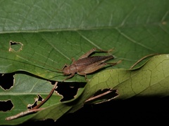 Aphonoides rufescens