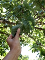 Sterculia ceramica