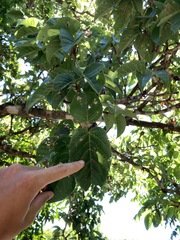 Sterculia ceramica