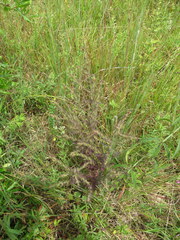 Aureolaria pectinata