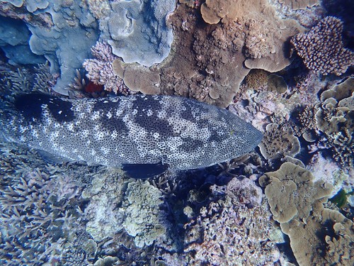 Malabar Grouper