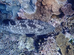 Epinephelus malabaricus