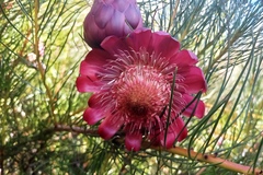 Protea pityphylla