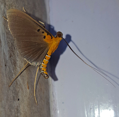 Filodes sexpunctalis