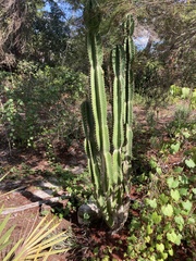 Cereus hexagonus