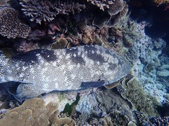 Epinephelus malabaricus