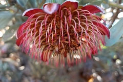 Protea pendula