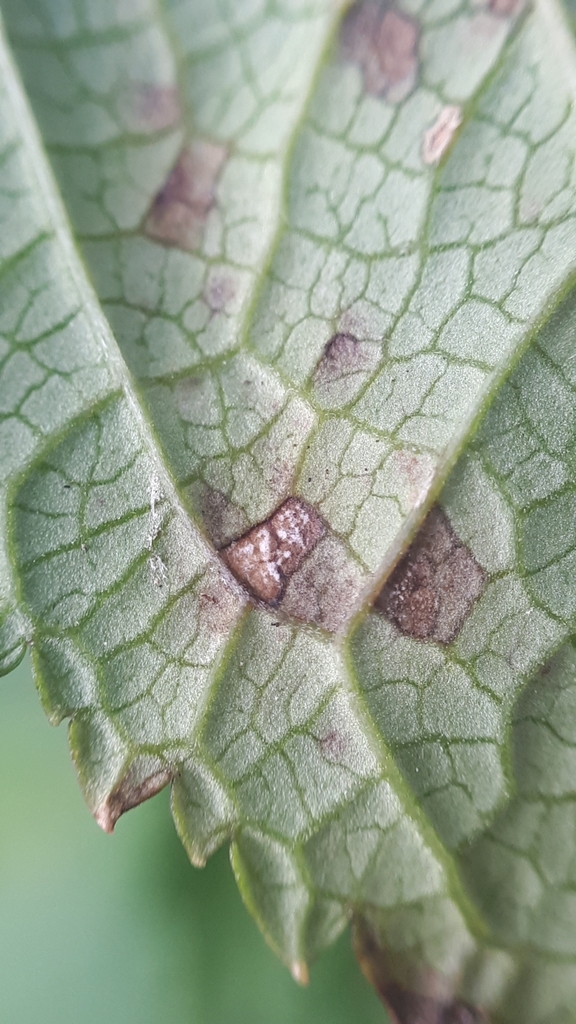 Ramularia carneola
