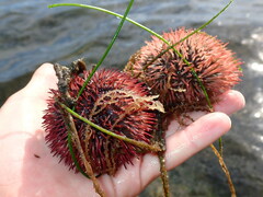 Lytechinus variegatus carolinus