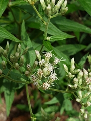 Eupatorium pilosum