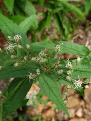 Eupatorium pilosum