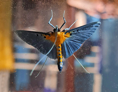 Filodes fulvidorsalis