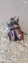 Coleoptera