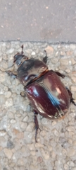 Coleoptera