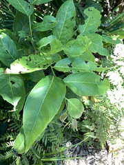 Glochidion lanceolatum