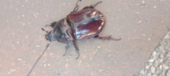 Coleoptera