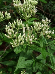 Eupatorium pilosum