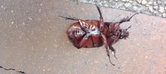 Coleoptera