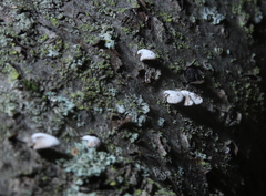 Porodisculus pendulus