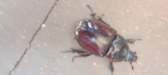 Coleoptera