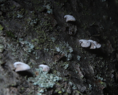 Porodisculus pendulus