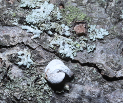 Porodisculus pendulus