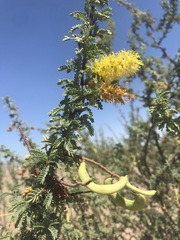Prosopis palmeri