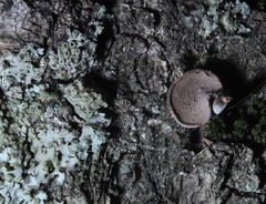 Porodisculus pendulus