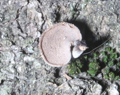 Porodisculus pendulus