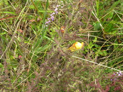 Aureolaria pectinata